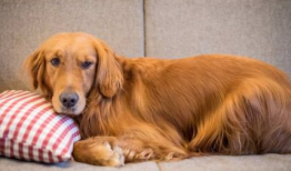 金毛犬训练方法视频